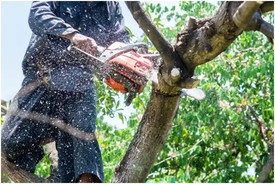tree services Bolivar
